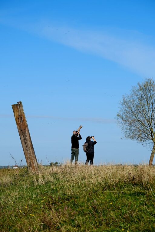 Beginner Tips for Backyard Birdwatching: A Friendly Guide